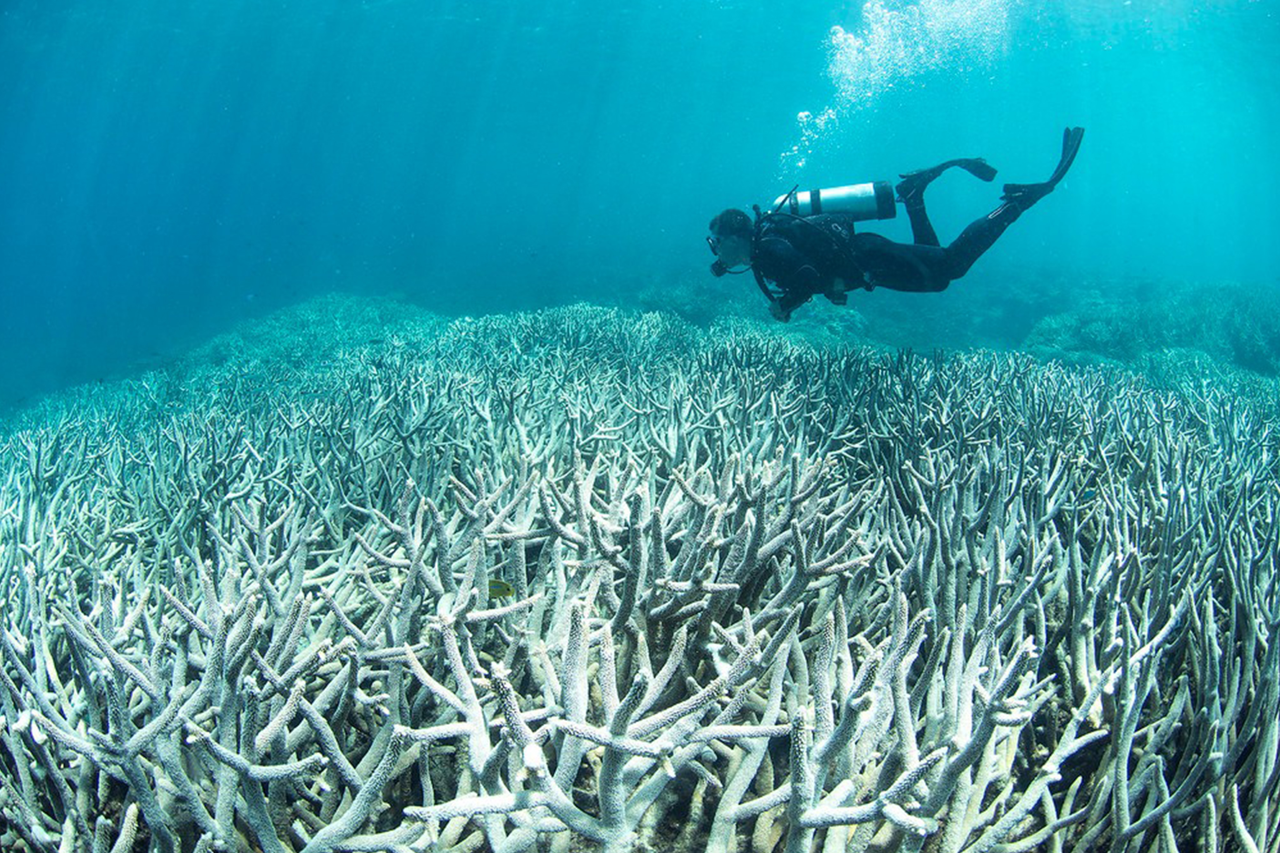 ابيضاض المرجان