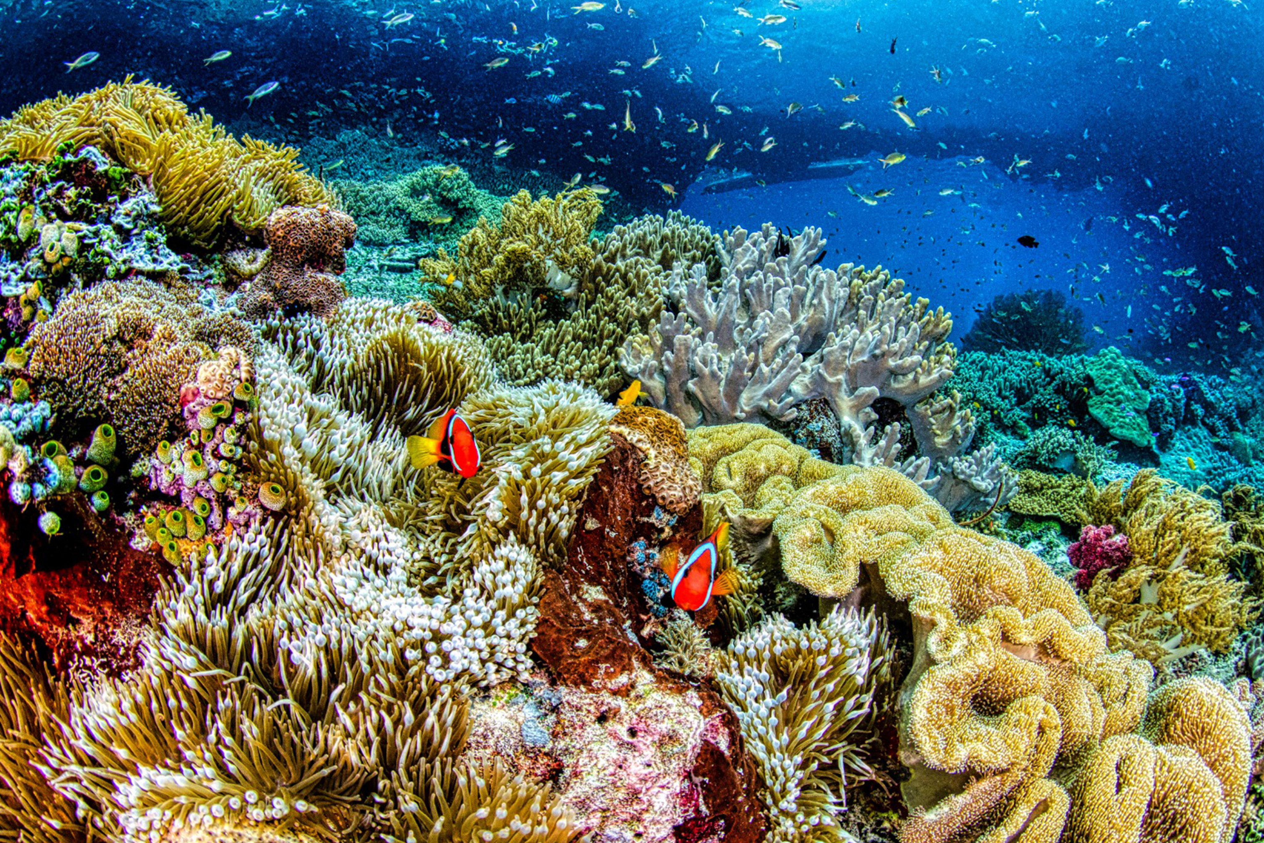 ابيضاض المرجان